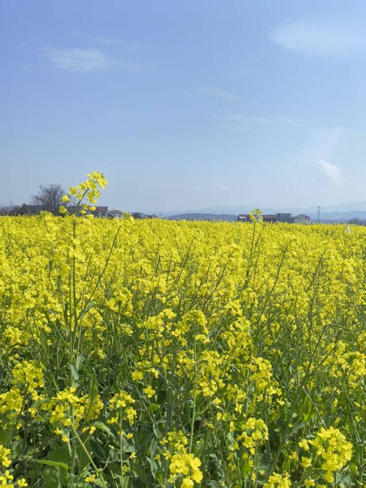 五果溜村 美丽的油菜花田